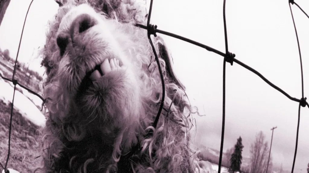 Pearl Jam / Vs.