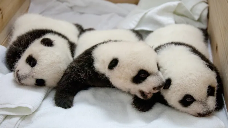 První přeživší pandí trojčata