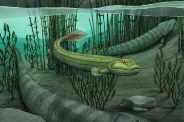 Jde se zpátky. Nově objevená pravěká ryba se vydala proti evoluci a vrátila se ze souše do vody