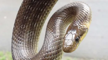 Užovka stromová ze severních Čech