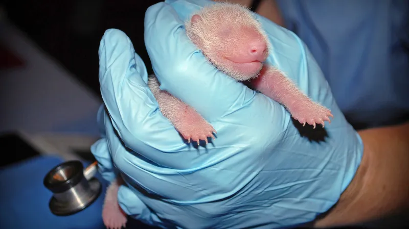 Mládě pandy Mei Xiang se těší dobrému zdraví