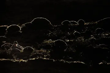 Fotografickou soutěž Czech Nature Photo 2020 vyhrál snímek Ve stínu