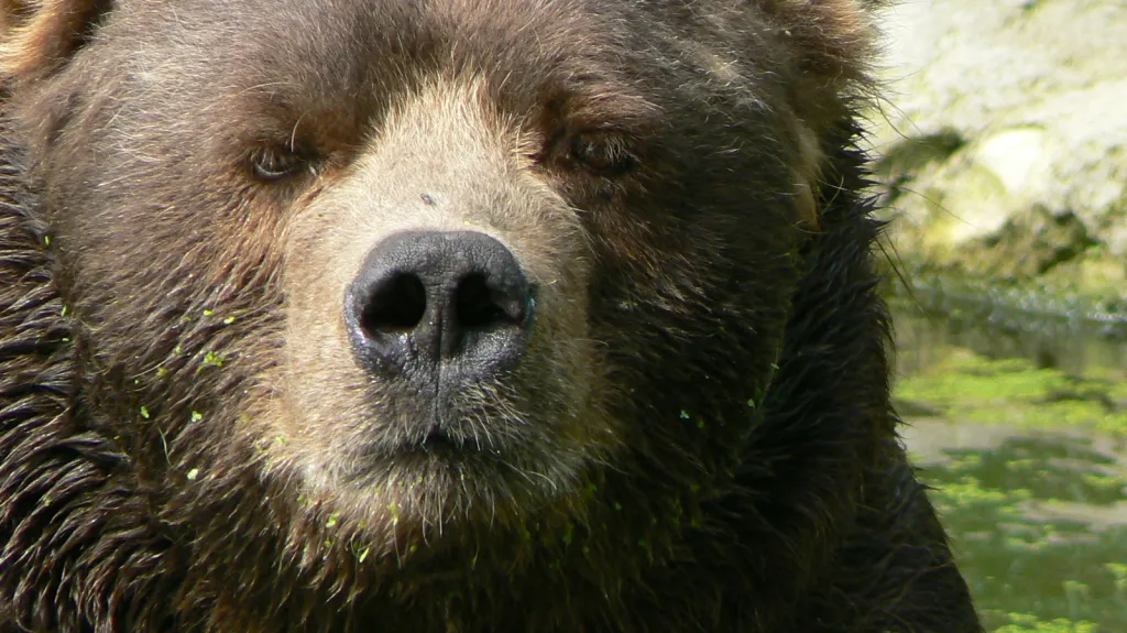 Medvědi kodiak