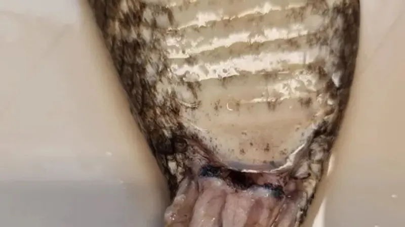 Hemiklitorisy na těle hada