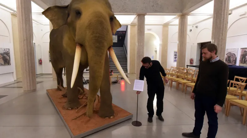 Preparát slona indického