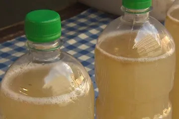 Vinaři začali sklízet hrozny na první letošní burčák