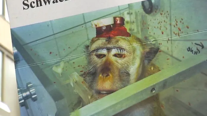 Německá strana na ochranu zvířat přišla s brutálními plakáty