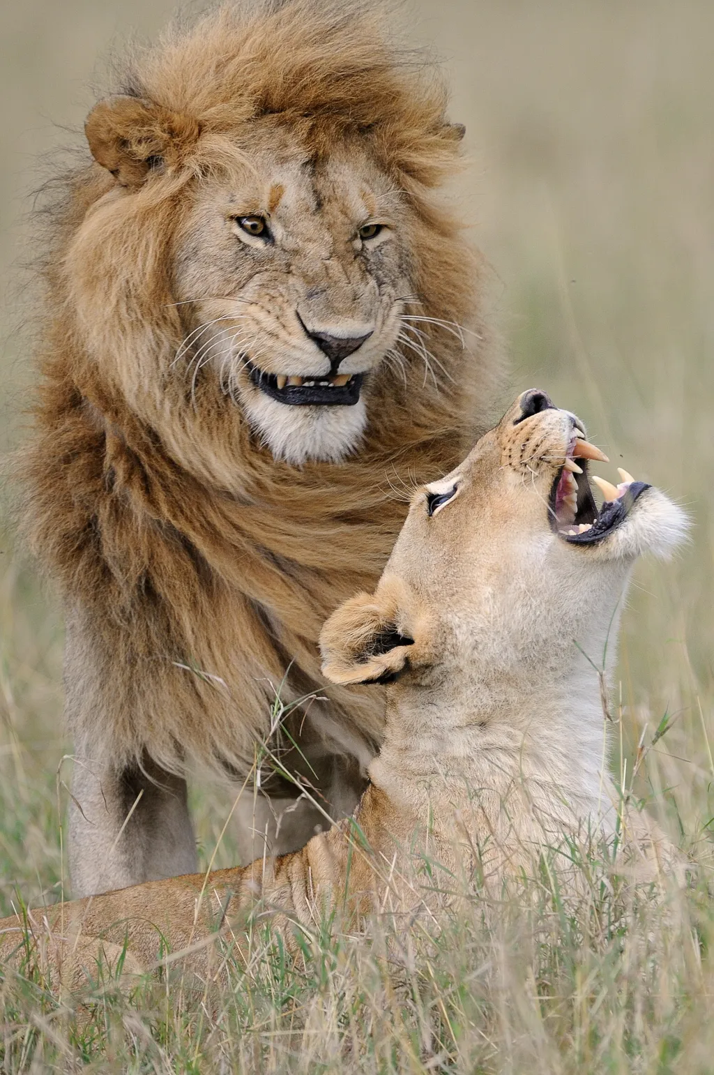 Lev na námluvách (Masai Mara, Keňa)