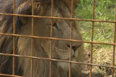 Lev, který děsil valašskou vesnici, zabil svého chovatele