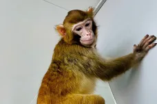Nová metoda usnadnila klonování primátů. S člověkem to neuděláme, slibují v Šanghaji
