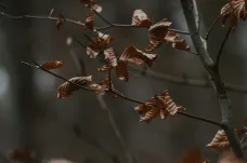 Česko trápí sucho, stromy opadávají nezvykle brzy