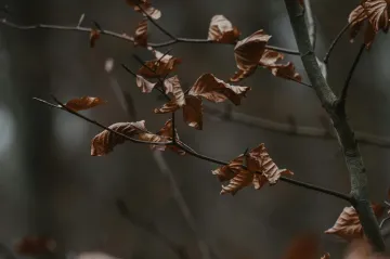 Česko trápí sucho, stromy opadávají nezvykle brzy