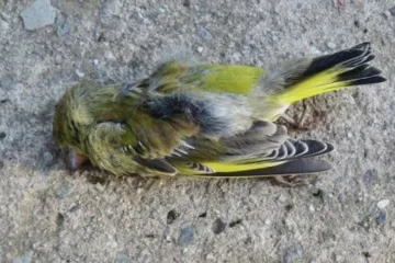 Ptáky zabíjí krmítková nákaza, přišla z Velké Británie