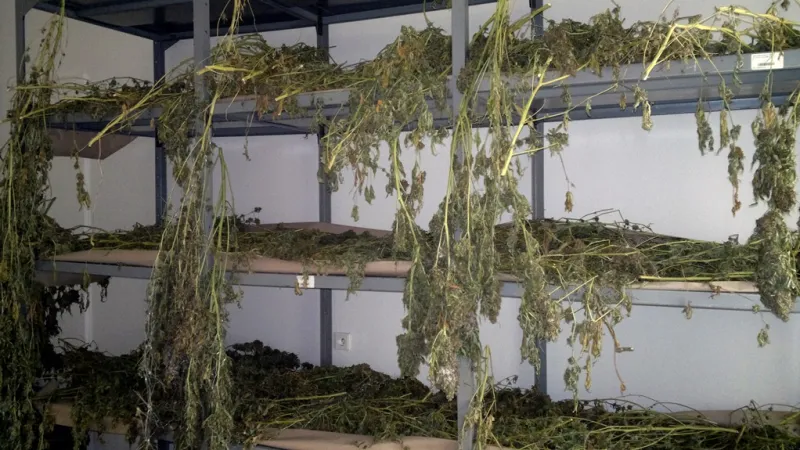 Pěstírna marihuany