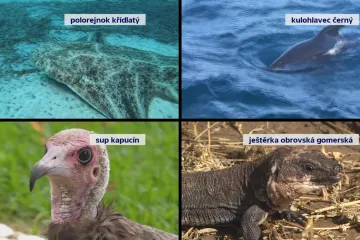 Desítkám tisícům druhů hrozí vyhynutí, varuje seznam Mezinárodního svazu ochrany přírody 