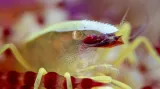 Kategorie Supermakro. Brooks Sea Urchin Shrimp
