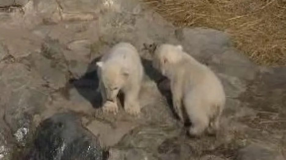 Malí lední medvědi