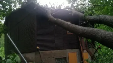 Spadlý strom na jihu Čech (31. května 2026)