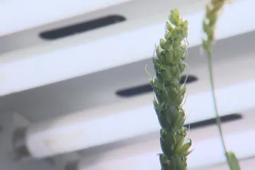 Orné půdy je méně, čeští zemědělci z ní ale dokáží dostat víc. K lepším výsledkům se snaží pomoct vědci