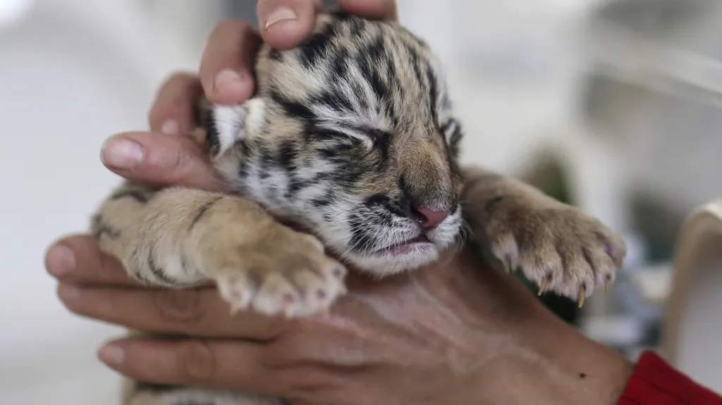 Tygří mládě, ilustrační foto