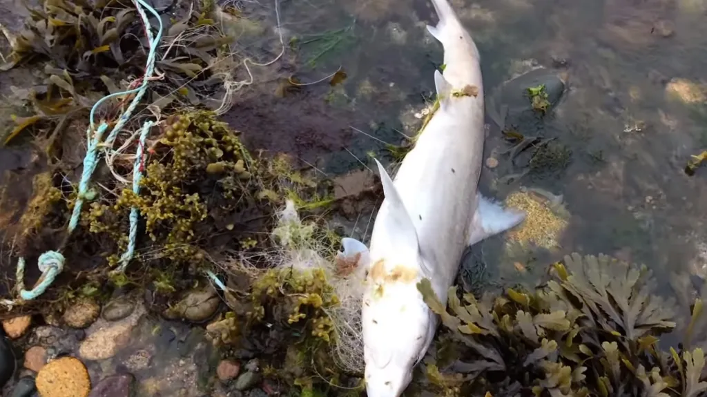 Mrtvý žralok v Pleubianu