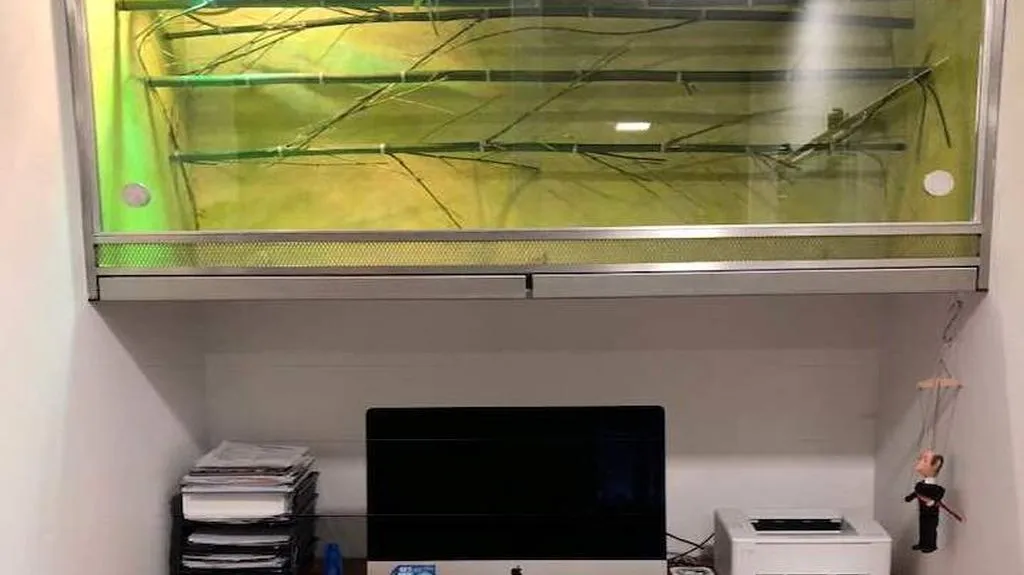 Mamba zelená u herpetologa Tomáše Bublíka