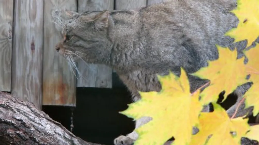 Kočka divoká v ZOO Ohrada