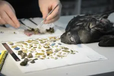 Buřňák se přejedl plastem, až křupal. Vědcům docházejí slova