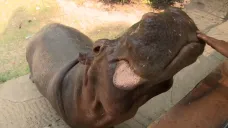 Jeden z Escobarových hrochů