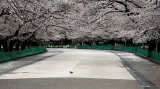 V parku Ueno v japonském Tokiu se místo turistů prochází holub
