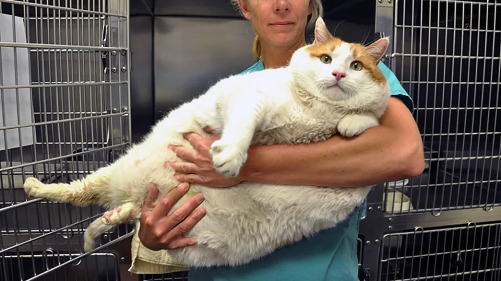 Obézní kocour Meow