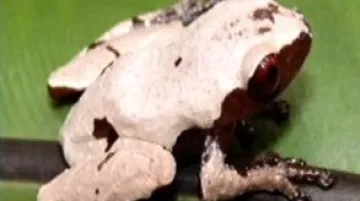 Nový živočišný druh žáby z povodí Mekongu