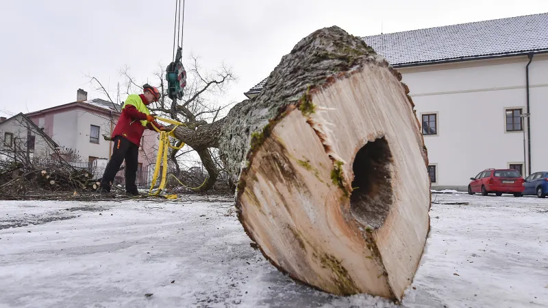 Kácení stromů v zámeckém parku v Přibyslavi