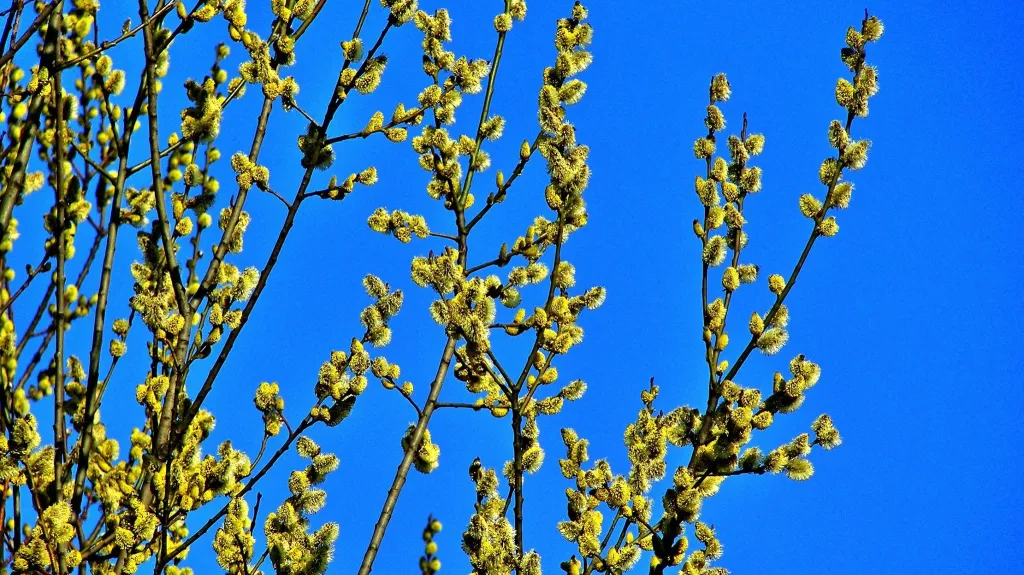 Rozkvétající příroda na Třinecku