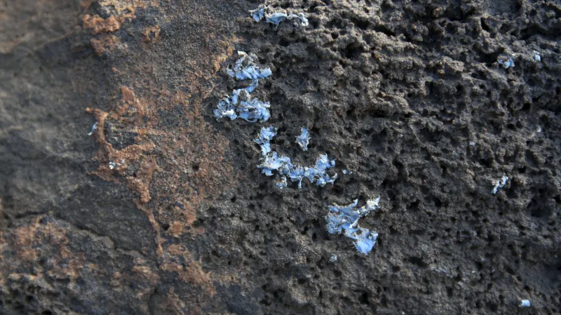 Plasticrust na Madeiře