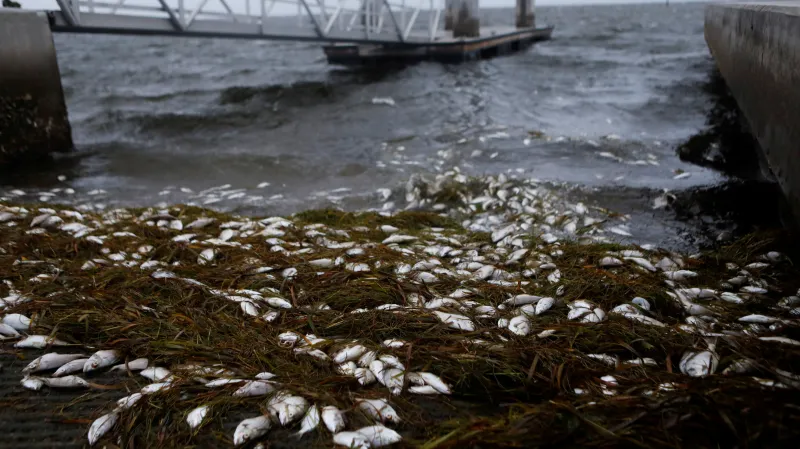 K pobřeží Floridy se blíží hurikán Elsa