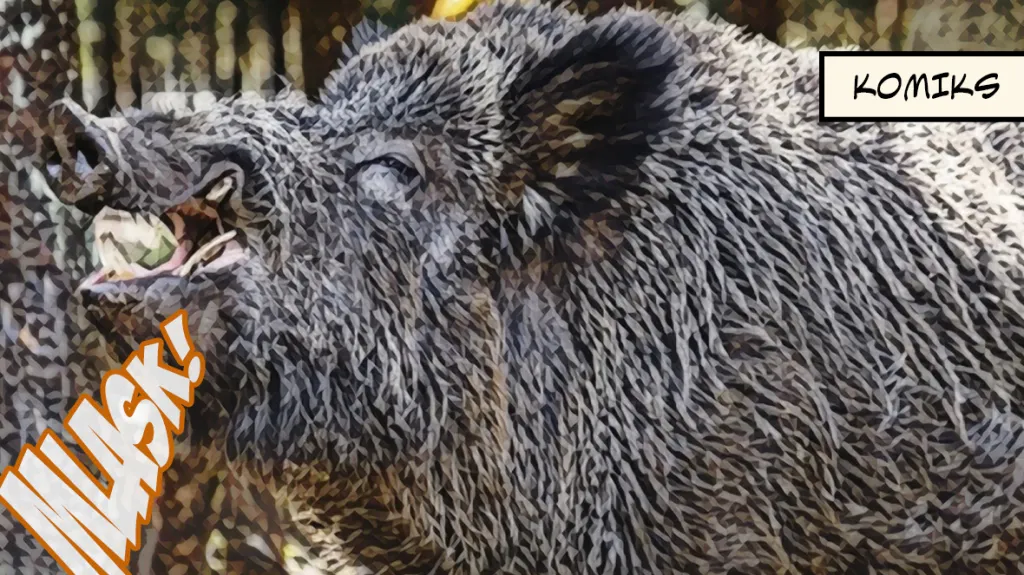 Divočák Putin si bude muset zvykat na nové jméno. To původní už se v zooparku zdráhají vyslovit