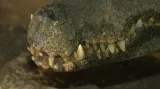 Krokodýl čelnatý v Zoo Plzeň