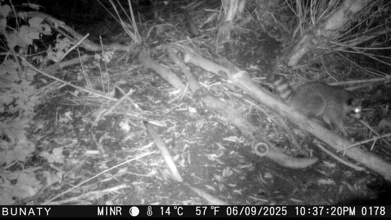 Mýval zachycený fotopastí jen dva kilometry od Prahy