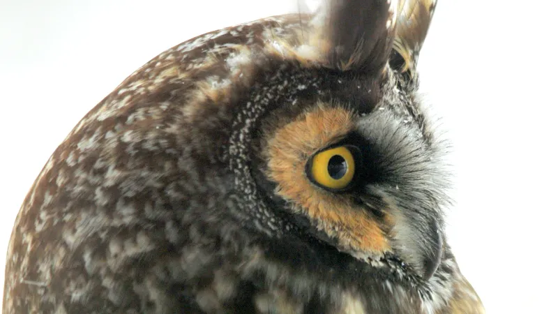 Kalous ušatý z profilu