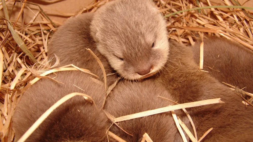 Mláďata vydry malé