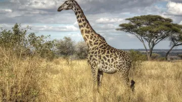 Žirafa masajská
