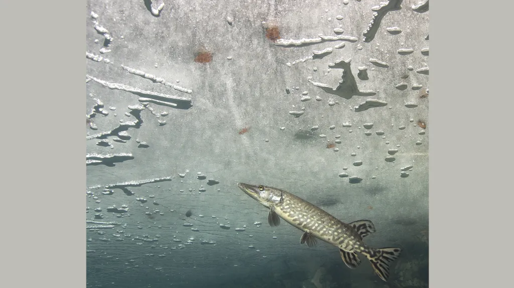 Vítězem celé soutěže i kategorie Plazi, obojživelníci a podvodní život se stal snímek štiky „Pod ledem“ od Rostislava Štefánka