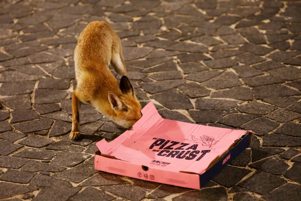 Liška dožírá pizzu na promenádě v jihoizraelském Aškelonu