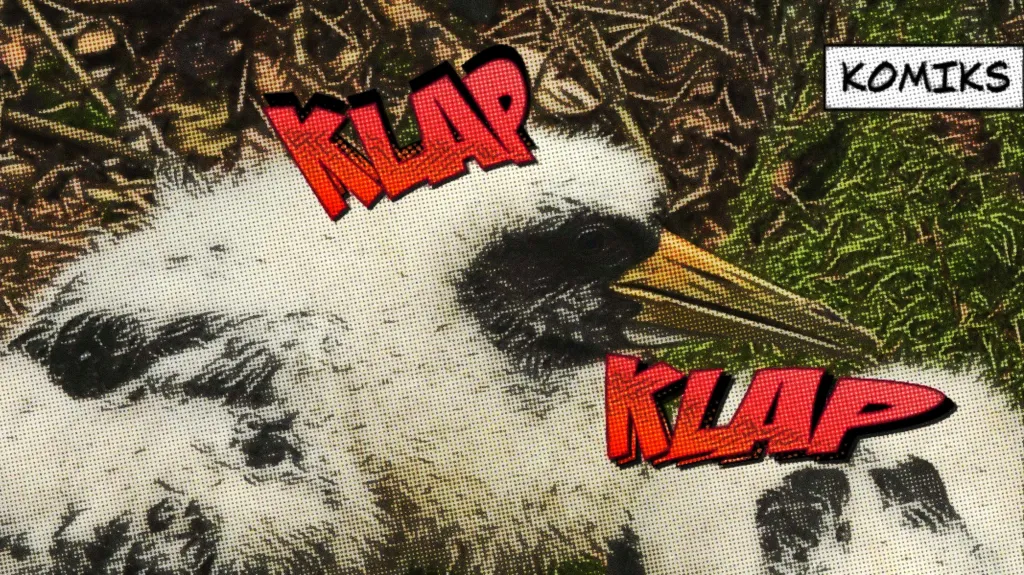 Ornitologové kroužkují čápy černé