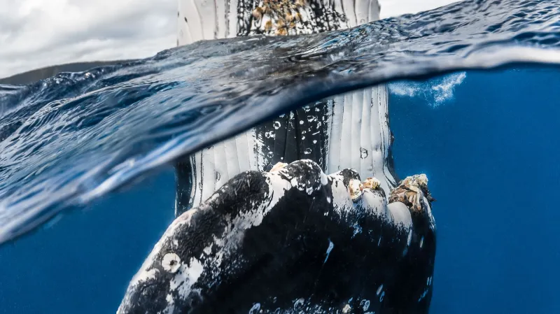 Nejlepší podvodní snímky: Širokoúhlé fotografie