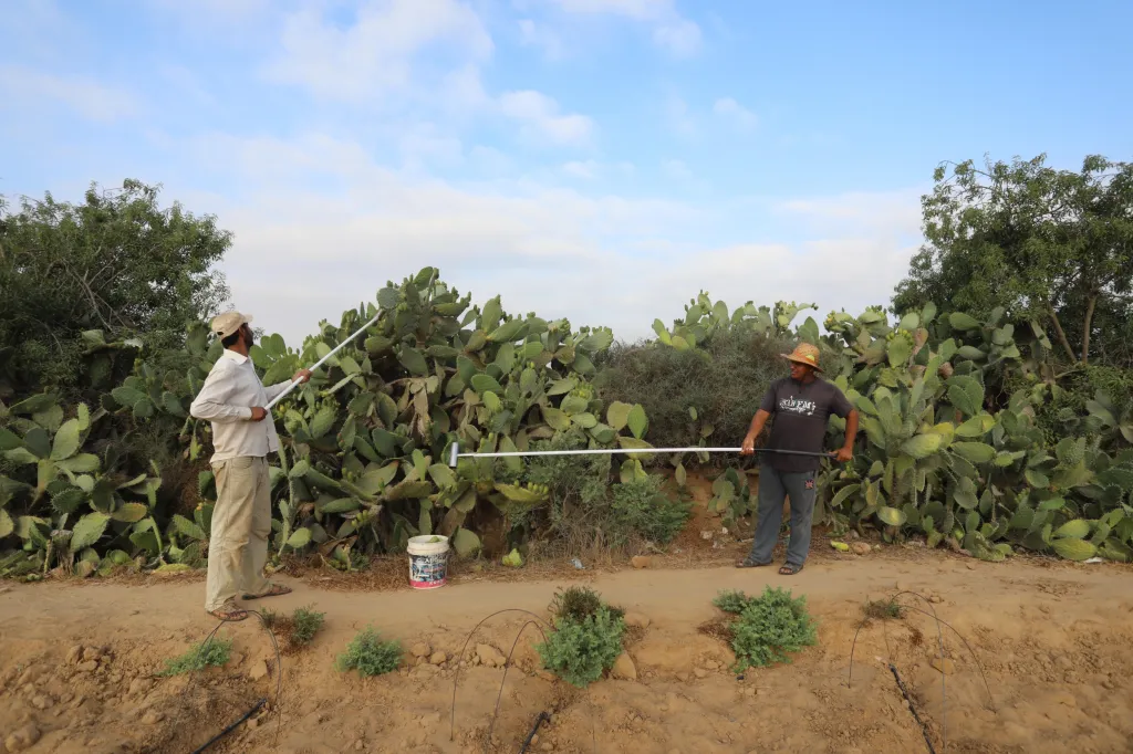Poslední sklizeň kaktusů v oblasti jižní Gazy kolem města Chán Júnis
