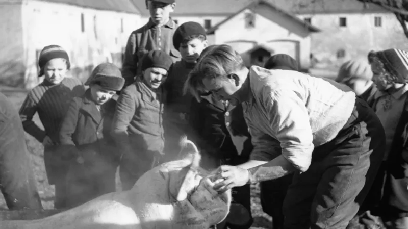 Vesnická zabíjačka