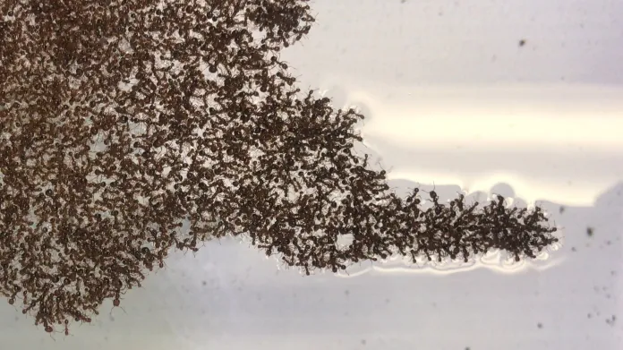 Vor rudých mravenců