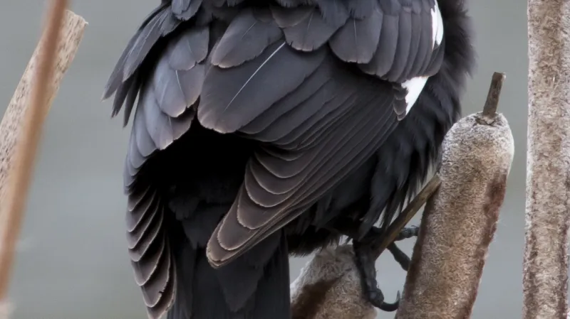 Sameček vlhovce žlutohlavého